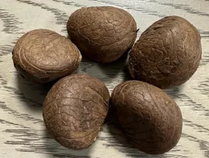 Tagua Nut Whole Pure Unprocessed. Vegetable Ivory Nut from Colombia. 5 Pieces. Size: 1.5 inches x 1.5 inches Approx. Woodwork, Carving
